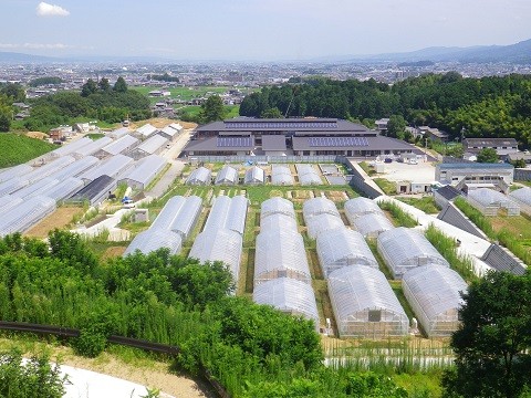 農業研究開発センター整備事業 温室・ハウス新築工事 Ⅰ期工事